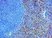 Anti Human CD284 (N-Terminal) Antibody thumbnail image 2