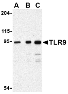 Anti Human CD289 Antibody gallery image 1