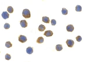 Anti Human CD289 Antibody gallery image 2