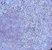 Anti Human CD289 (N-Terminal) Antibody thumbnail image 1