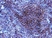 Anti Human CD289 (N-Terminal) Antibody thumbnail image 2