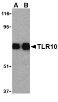 Anti Human CD290 Antibody gallery image 1