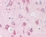Anti Human CD294 (N-Terminal) Antibody thumbnail image 1