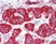 Anti Human CD294 (N-Terminal) Antibody thumbnail image 2