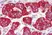 Anti Human CD294 (N-Terminal) Antibody thumbnail image 2
