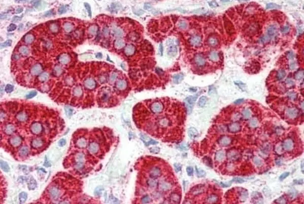 Anti Human CD294 (N-Terminal) Antibody gallery image 2