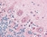 Anti Human CD294 (N-Terminal) Antibody thumbnail image 3