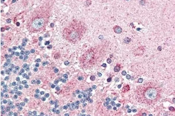 Anti Human CD294 (N-Terminal) Antibody gallery image 3