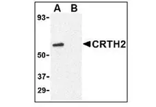 Anti Human CD294 (N-Terminal) Antibody gallery image 4