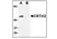 Anti Human CD294 (N-Terminal) Antibody thumbnail image 4
