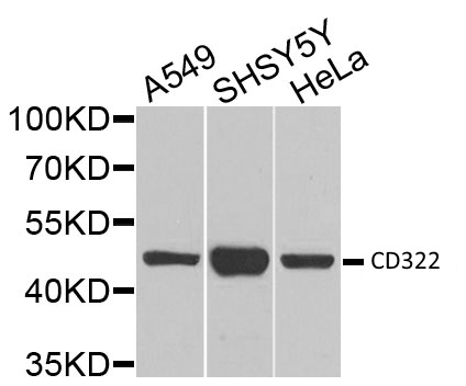 Anti CD322 Antibody gallery image 1