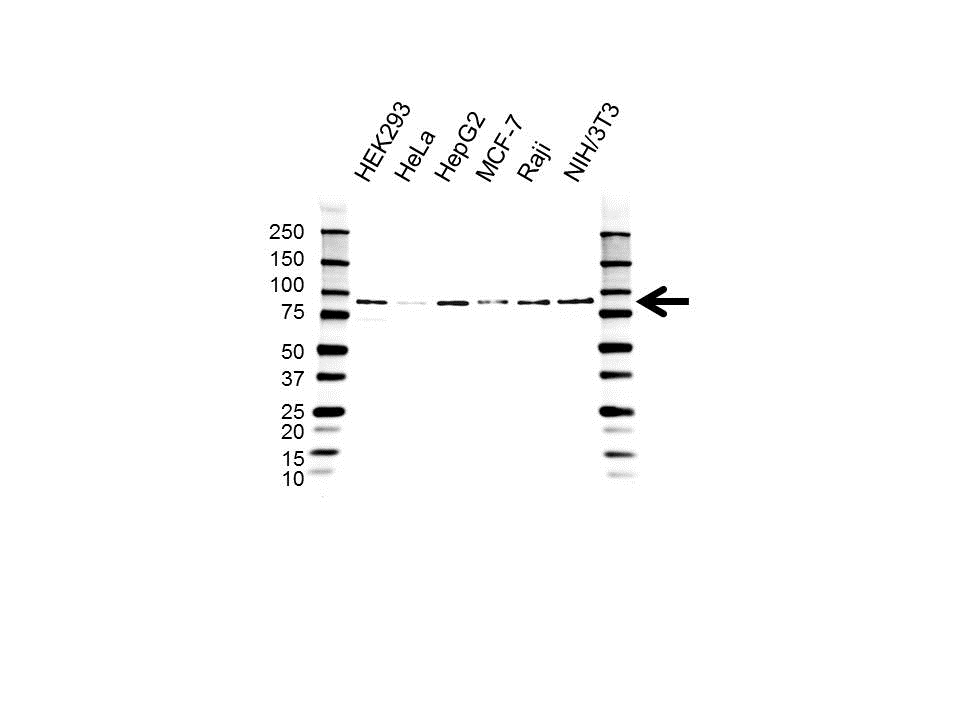 Anti CD331 Antibody (PrecisionAb Polyclonal Antibody) gallery image 1