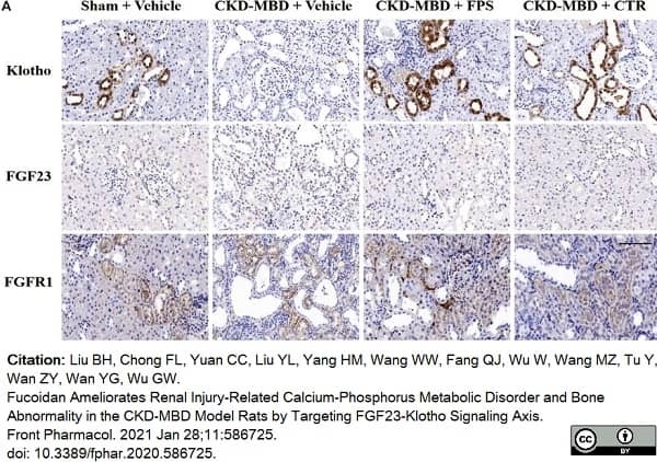 Anti CD331 Antibody (PrecisionAb Polyclonal Antibody) thumbnail image 2
