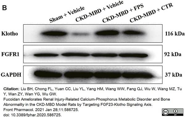 Anti CD331 Antibody (PrecisionAb Polyclonal Antibody) gallery image 3