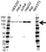 Anti CD49a Antibody (PrecisionAb Polyclonal Antibody) thumbnail image 1