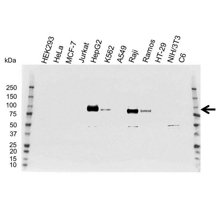 Anti CD54 Antibody (PrecisionAb Polyclonal Antibody) gallery image 1