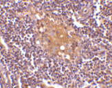 Anti CD5L (C-Terminal) Antibody gallery image 2