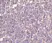 Anti Human CD5L (N-Terminal) Antibody thumbnail image 2