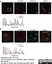 Anti Human CD82 (C-Terminal) Antibody thumbnail image 3