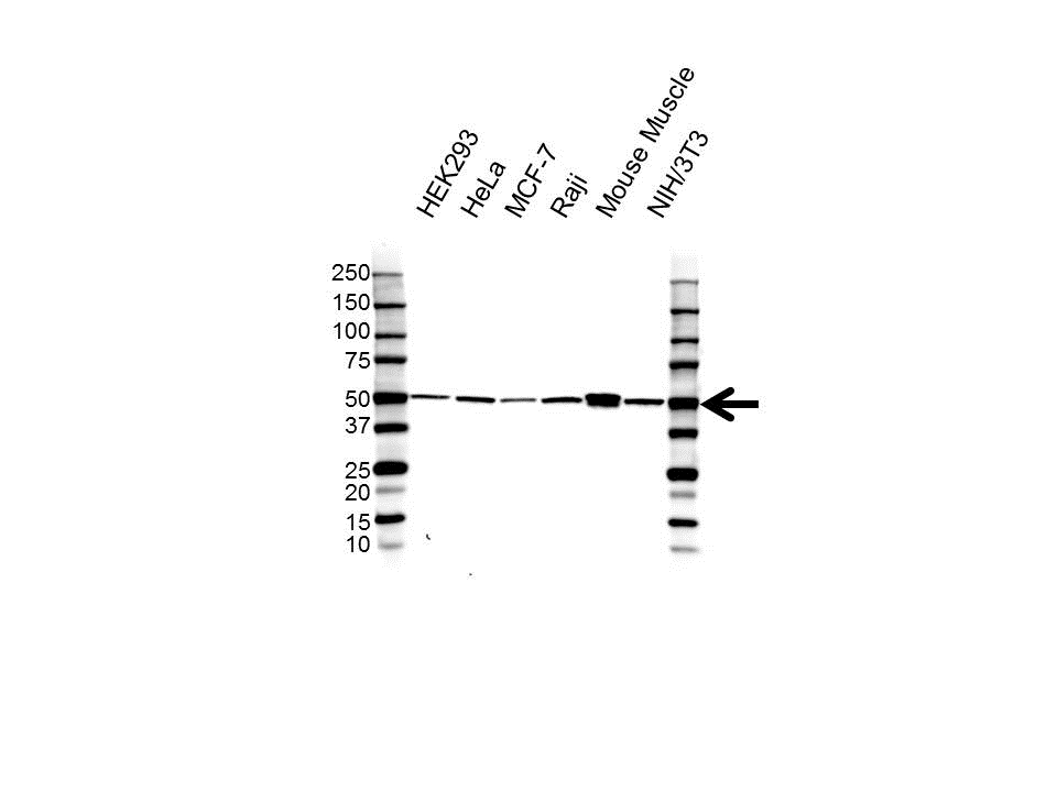 Anti CD87 Antibody (PrecisionAb Polyclonal Antibody) gallery image 1
