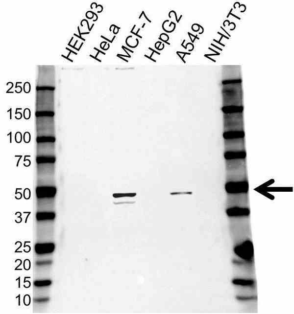 Anti CD88 Antibody (PrecisionAb Polyclonal Antibody) gallery image 1