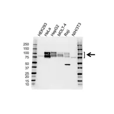 Anti CD98 Antibody (PrecisionAb Polyclonal Antibody) gallery image 1