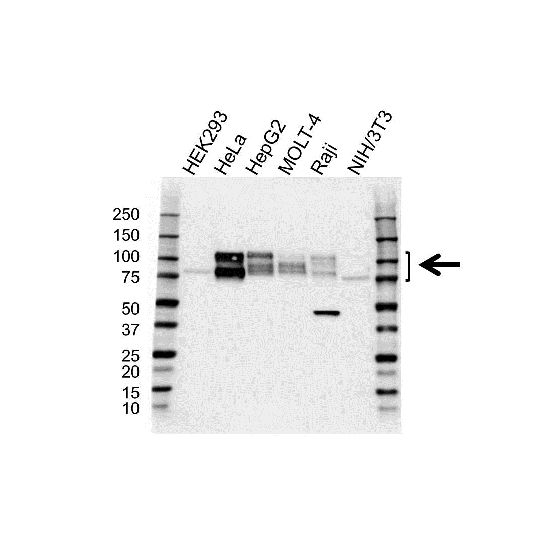 Anti CD98 Antibody (PrecisionAb Polyclonal Antibody) gallery image 1