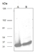 Anti Cdc2 Antibody thumbnail image 1