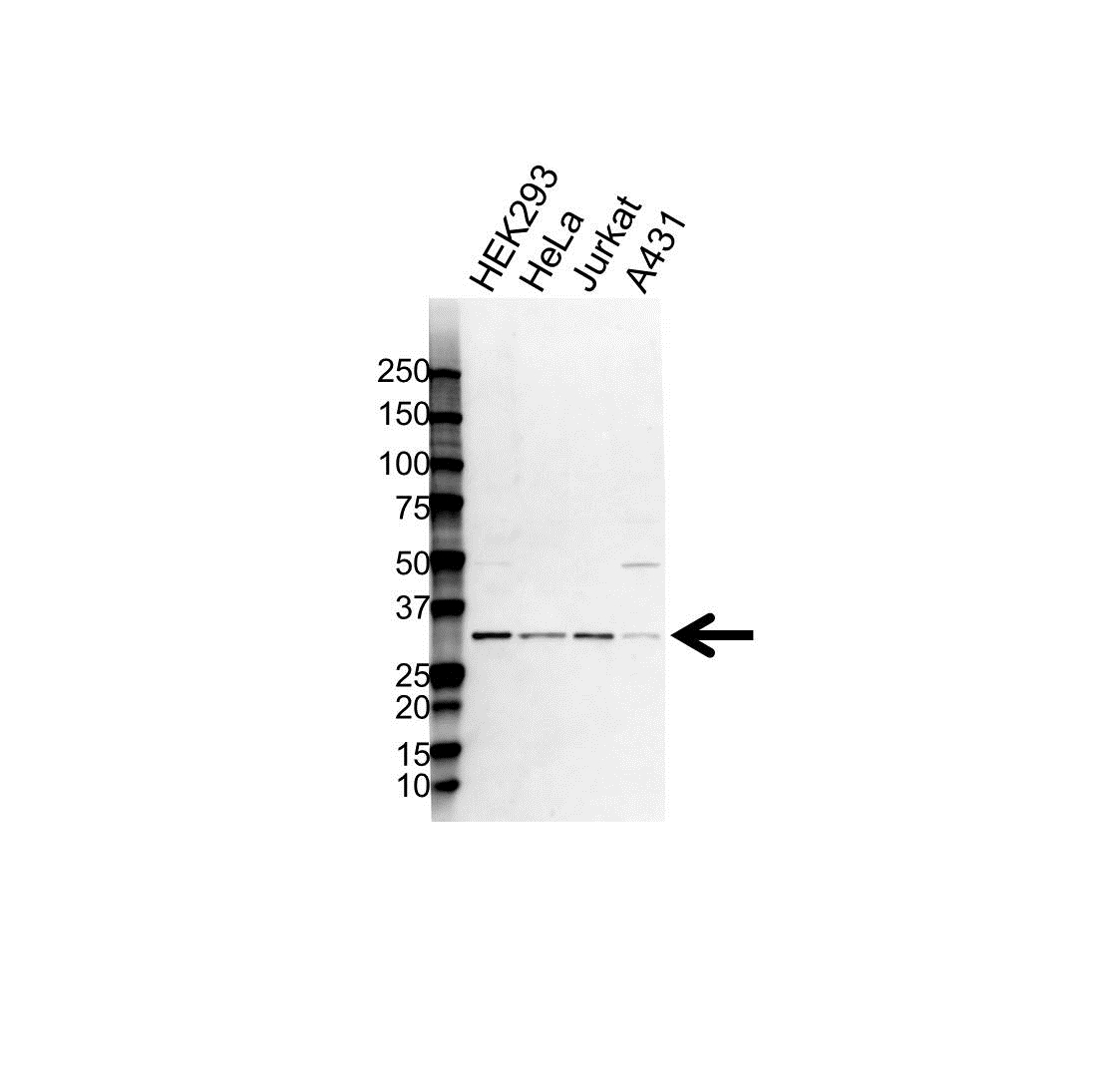 Anti Cdc2 Antibody (PrecisionAb Polyclonal Antibody) gallery image 1