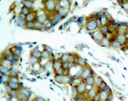 Anti CDC25A (pSer76) Antibody thumbnail image 2