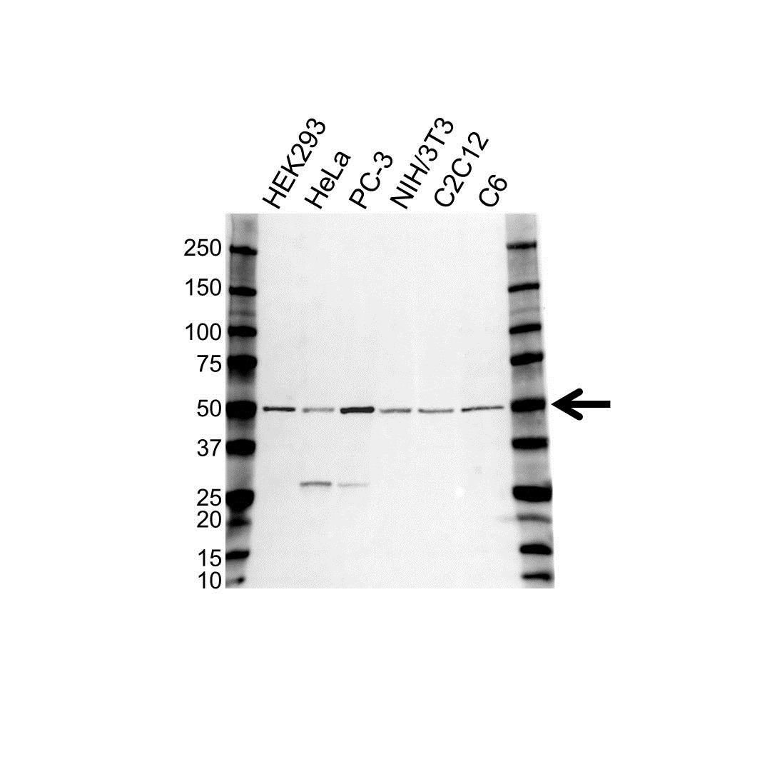 Anti CDC37 Antibody (PrecisionAb Polyclonal Antibody) gallery image 1