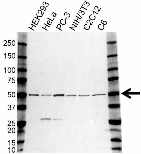 Anti CDC37 Antibody (PrecisionAb Polyclonal Antibody) gallery image 1