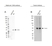 Anti CDK2 Antibody (PrecisionAb Polyclonal Antibody) thumbnail image 2