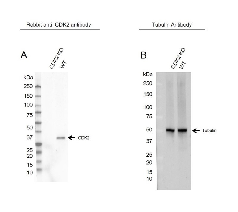 Anti CDK2 Antibody (PrecisionAb Polyclonal Antibody) gallery image 2