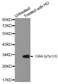 Anti CDK6 (pTyr13) Antibody gallery image 1