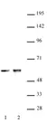 Anti Human CDK8 Antibody thumbnail image 1