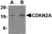 Anti CDKN2A Antibody thumbnail image 1