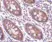 Anti CDKN2A Antibody thumbnail image 2