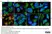 Anti CDKN2A Antibody thumbnail image 3