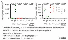 Anti CDKN2A Antibody gallery image 4
