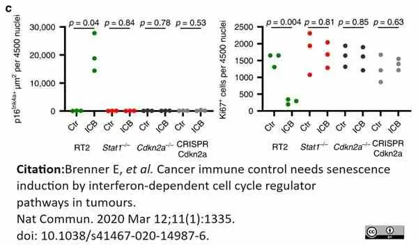 Anti CDKN2A Antibody gallery image 4
