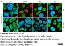 Anti CDKN2A Antibody gallery image 5