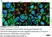 Anti CDKN2A Antibody thumbnail image 5