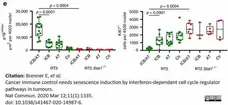 Anti CDKN2A Antibody gallery image 6