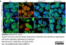Anti CDKN2A Antibody gallery image 7