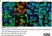 Anti CDKN2A Antibody thumbnail image 7