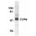 Anti Human CDw198 Antibody thumbnail image 1