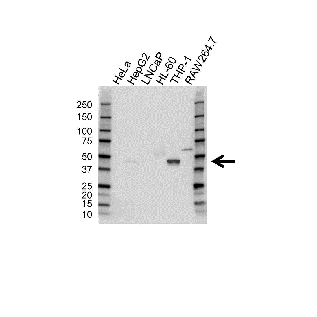 Anti Cebpa Antibody (PrecisionAb Polyclonal Antibody) gallery image 1