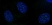 Anti Human CENP-A (pSer18) Antibody thumbnail image 1