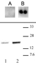 Anti Human CENP-A (pSer18) Antibody thumbnail image 2